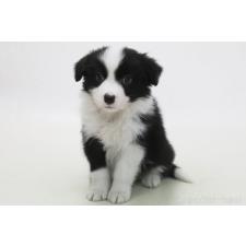 ♀︎ボーダーコリー