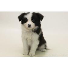 ♀︎ボーダーコリー