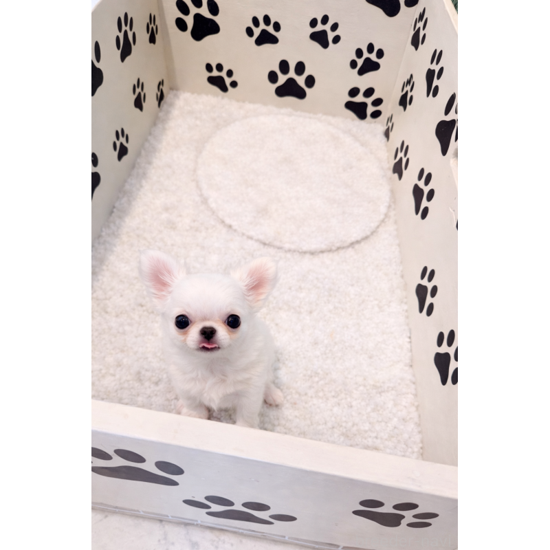 販売中の京都府のチワワ(ロングコート)-441623の5枚目