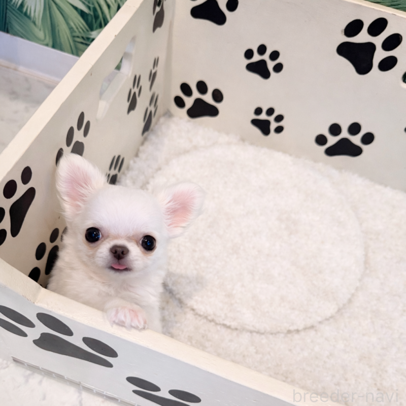 販売中の京都府のチワワ(ロングコート)-441623の4枚目