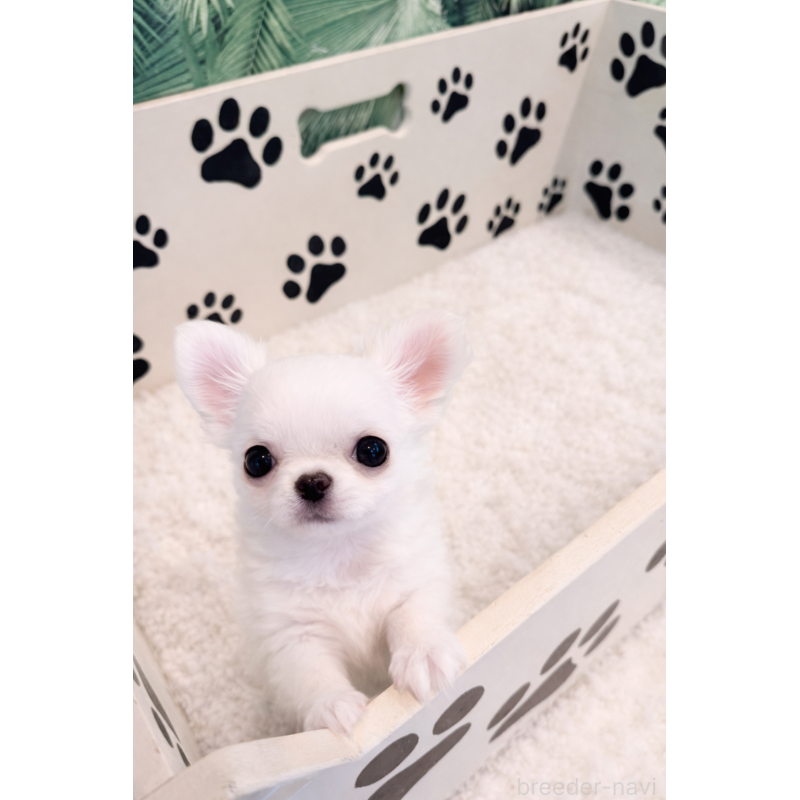 販売中の京都府のチワワ(ロングコート)-441623の3枚目