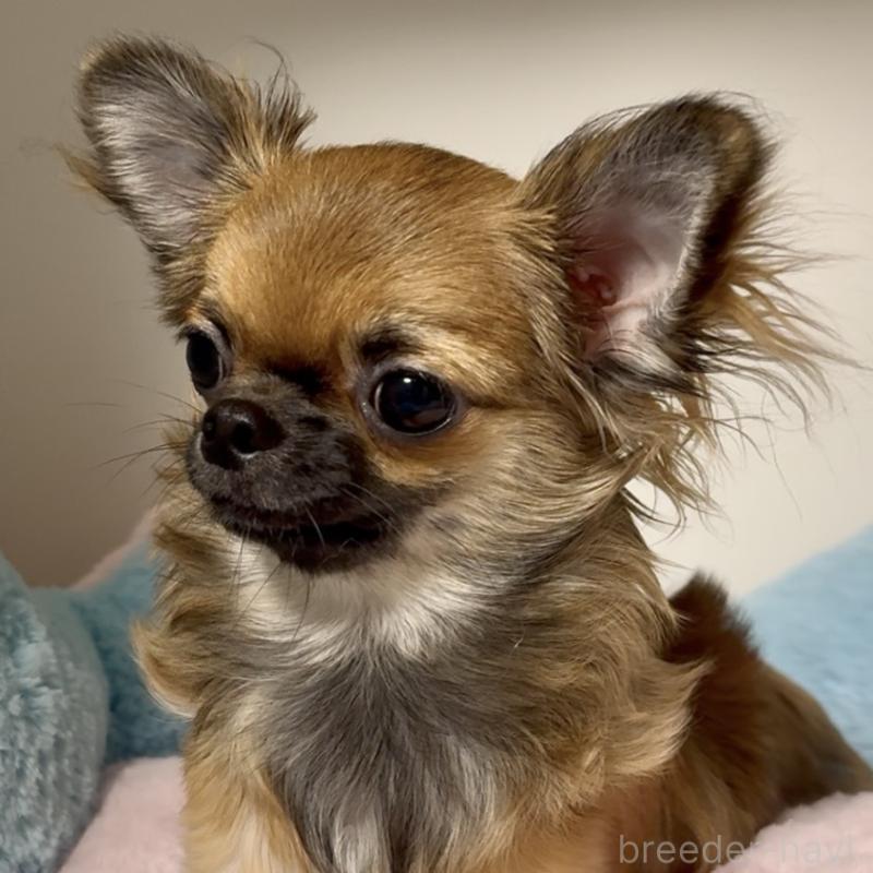 販売中の東京都のチワワ(ロングコート)-414179の2枚目