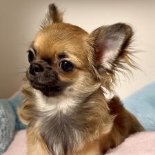 ♀︎チワワ(ロングコート)