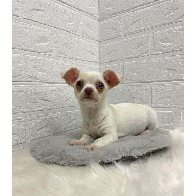 成約済の岡山県のチワワ(スムースコート)-445647の8枚目