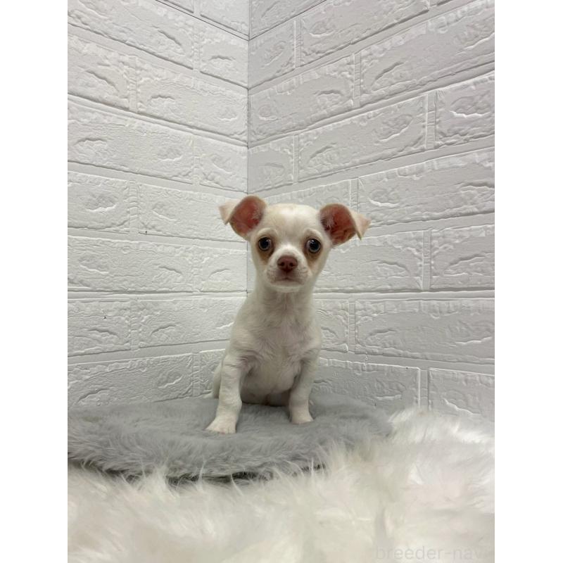 成約済の岡山県のチワワ(スムースコート)-445647の7枚目