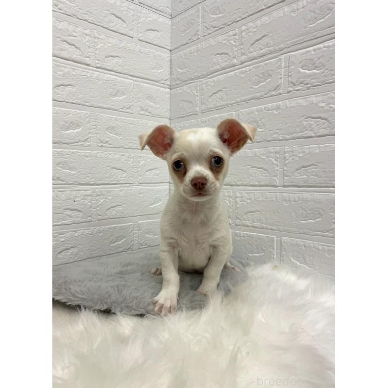 成約済の岡山県のチワワ(スムースコート)-445647の5枚目