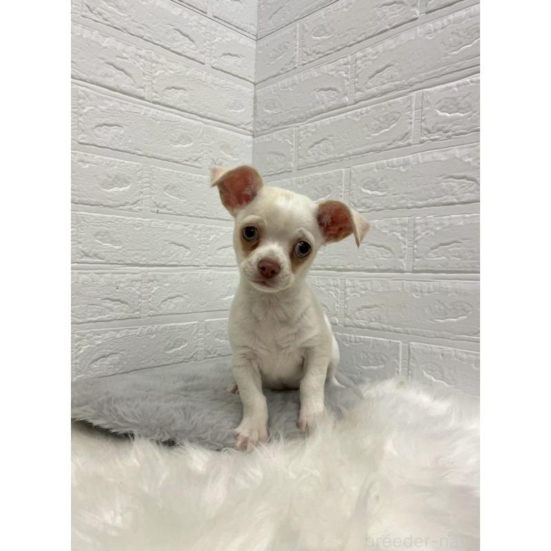 成約済の岡山県のチワワ(スムースコート)-445647の4枚目