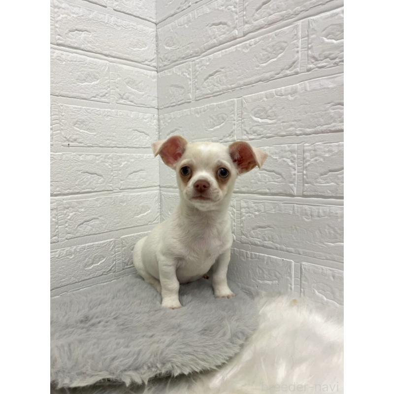 成約済の岡山県のチワワ(スムースコート)-445647の3枚目