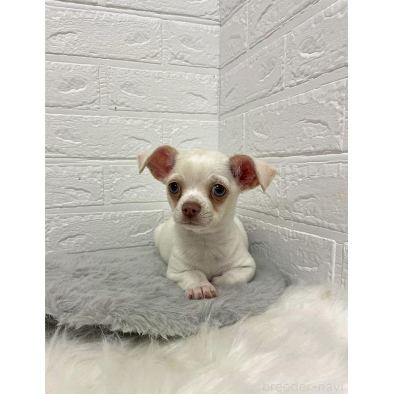 成約済の岡山県のチワワ(スムースコート)-445647の2枚目