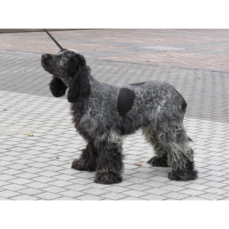 販売中の山口県のイングリッシュコッカースパニエル-443183の15枚目