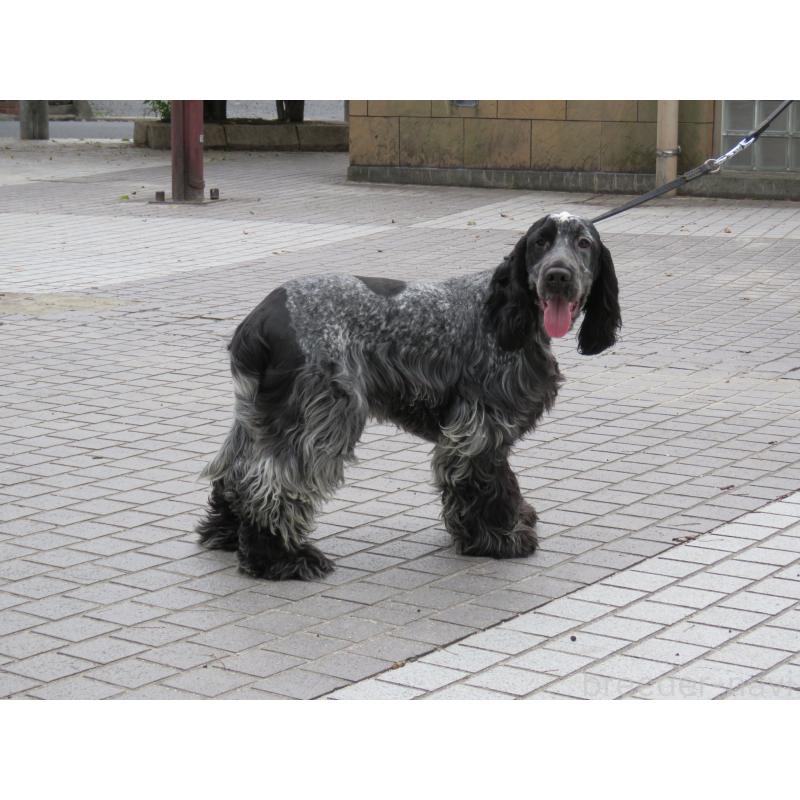 販売中の山口県のイングリッシュコッカースパニエル-443183の14枚目