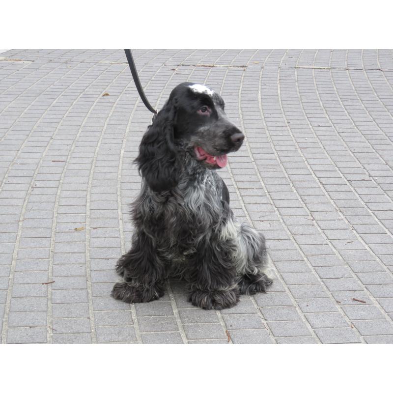 販売中の山口県のイングリッシュコッカースパニエル-443183の13枚目