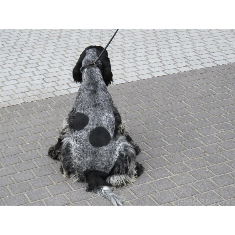 販売中の山口県のイングリッシュコッカースパニエル-443183の11枚目