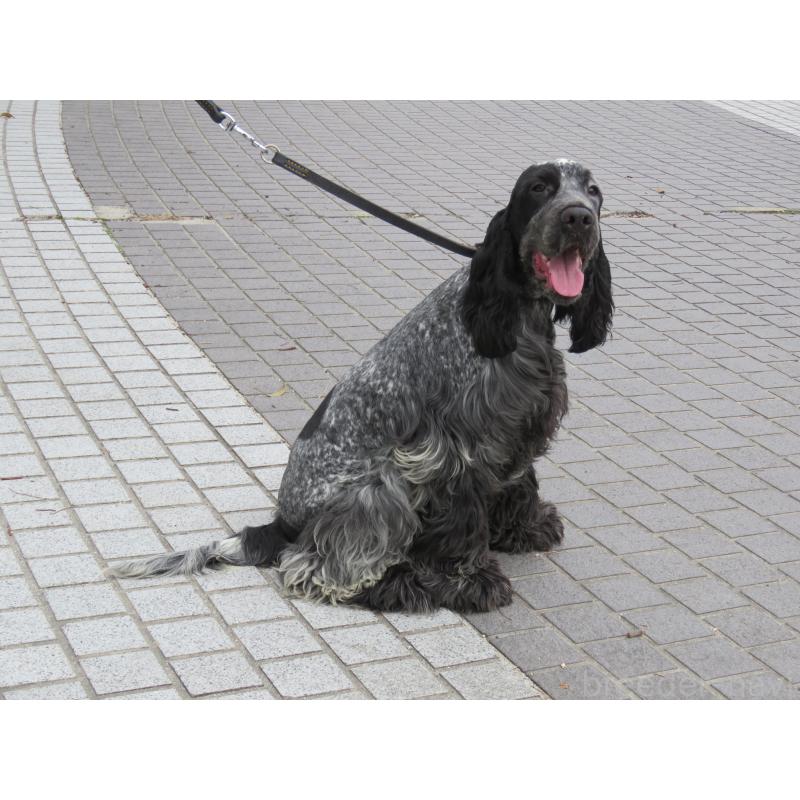 販売中の山口県のイングリッシュコッカースパニエル-443183の10枚目