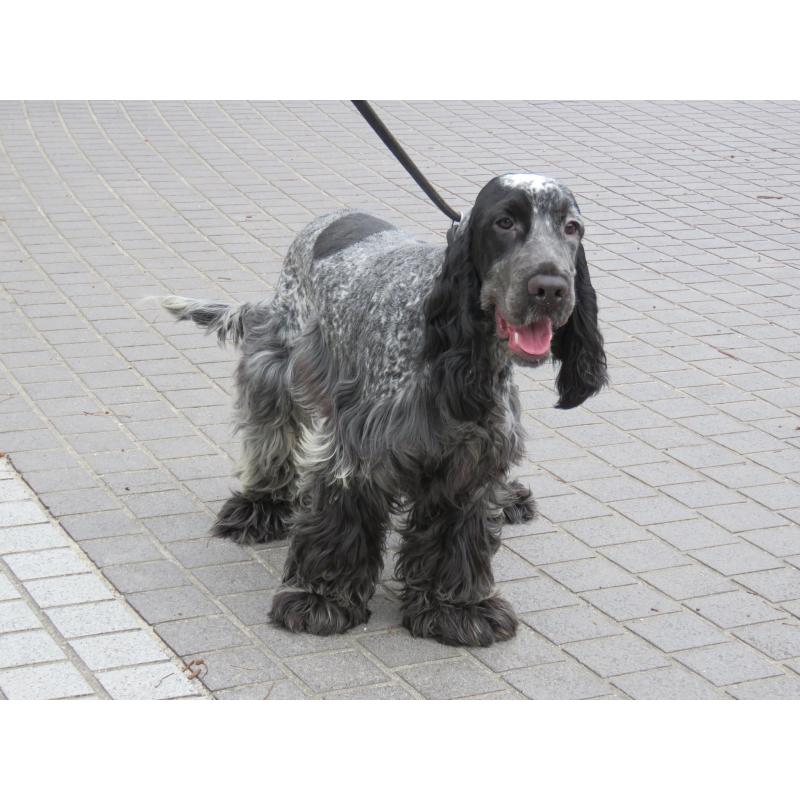 販売中の山口県のイングリッシュコッカースパニエル-443183の9枚目