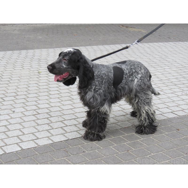 販売中の山口県のイングリッシュコッカースパニエル-443183の8枚目