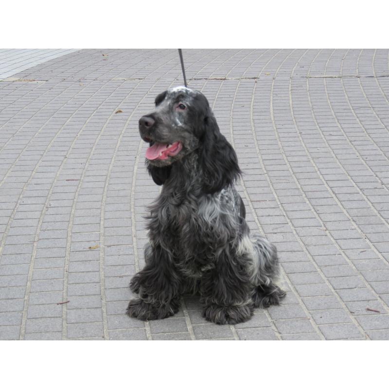 販売中の山口県のイングリッシュコッカースパニエル-443183の6枚目