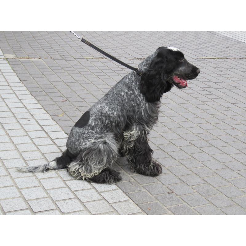 販売中の山口県のイングリッシュコッカースパニエル-443183の5枚目