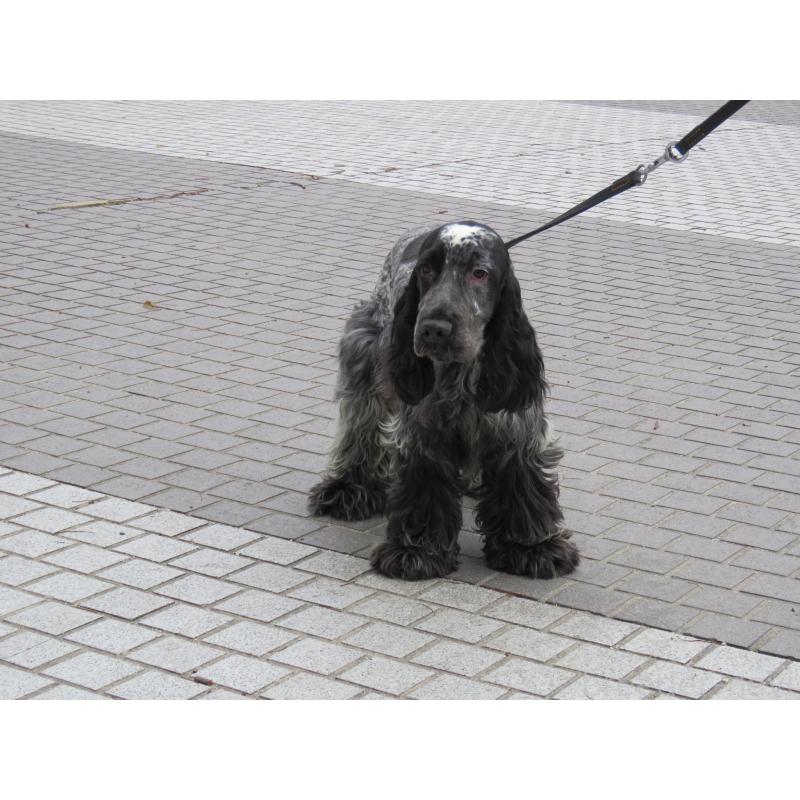 販売中の山口県のイングリッシュコッカースパニエル-443183の4枚目