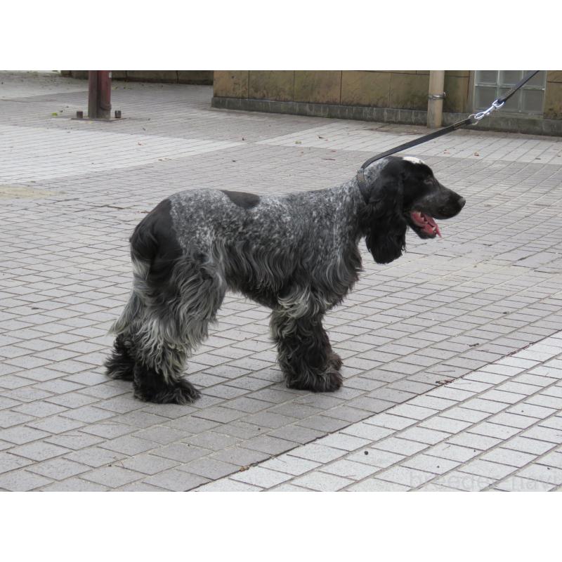 販売中の山口県のイングリッシュコッカースパニエル-443183の3枚目