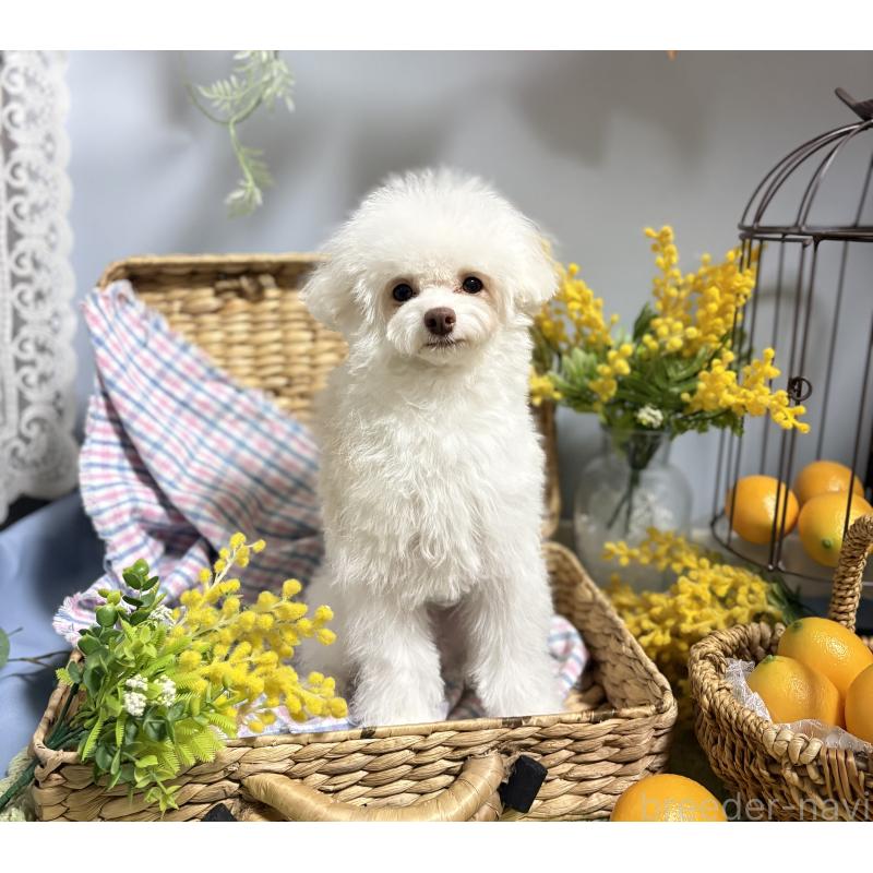 販売中の広島県のトイプードル-443627の5枚目