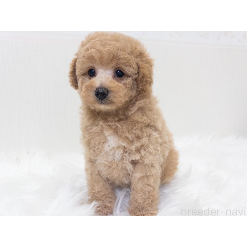 販売中の神奈川県のトイプードル-446820の7枚目