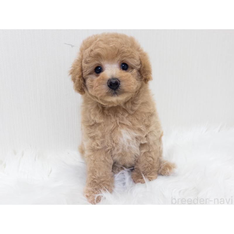 販売中の神奈川県のトイプードル-446820の6枚目