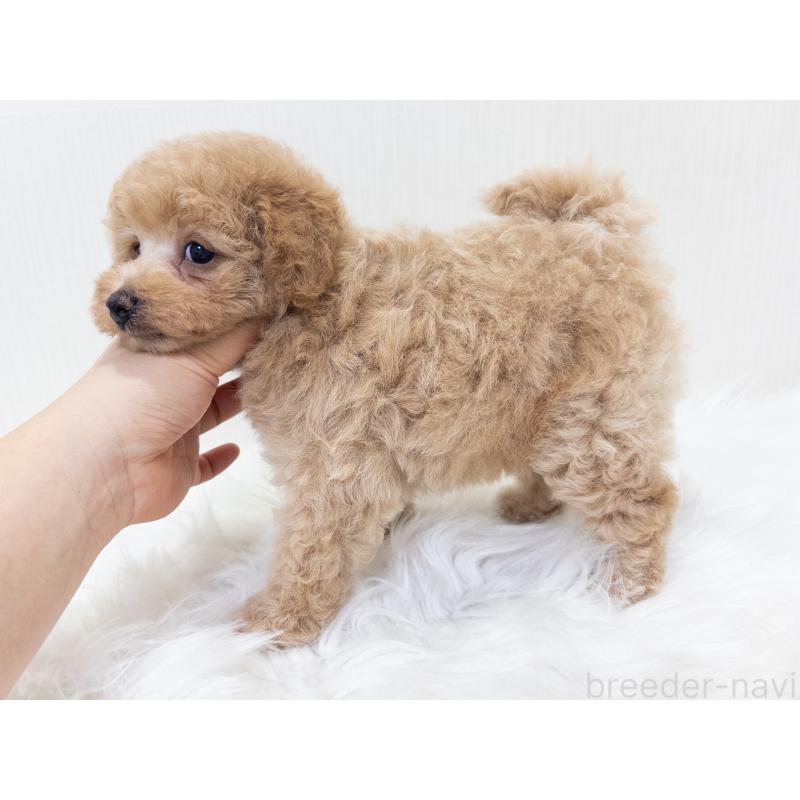 販売中の神奈川県のトイプードル-446820の5枚目