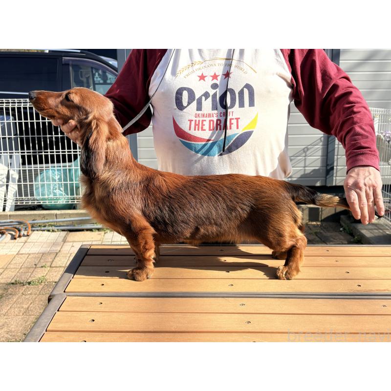 成約済の千葉県のスタンダードダックスフンド-425028の4枚目