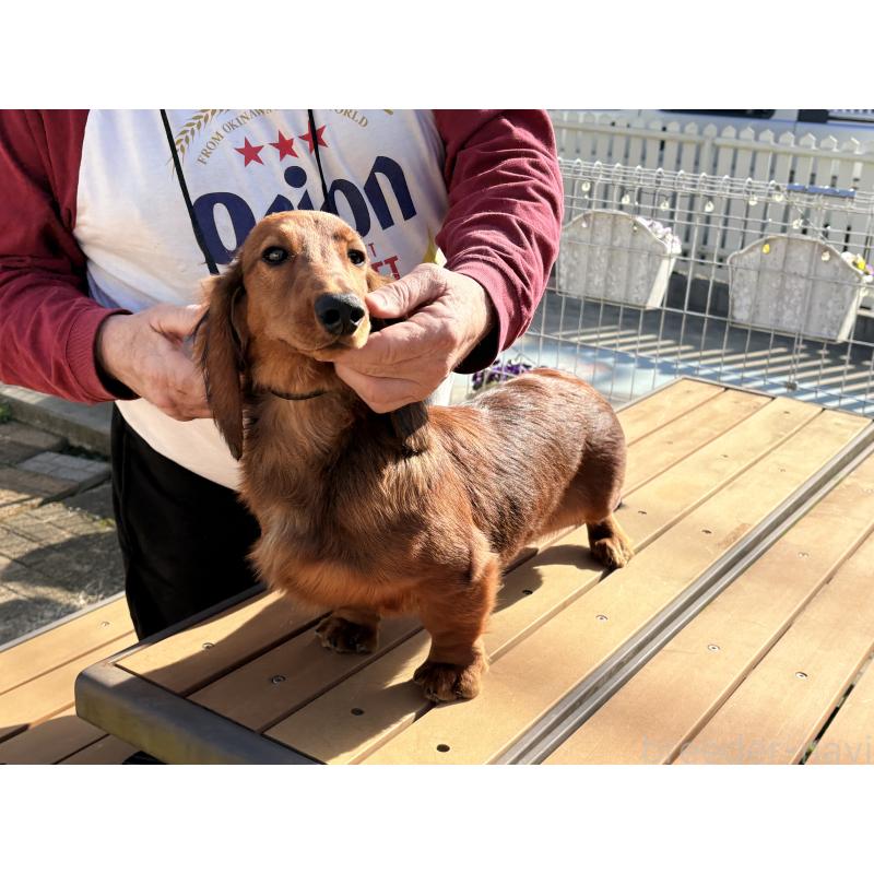 成約済の千葉県のスタンダードダックスフンド-425028の3枚目