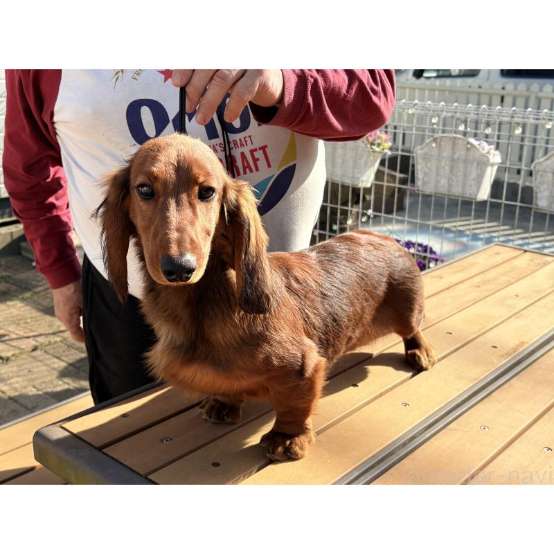 成約済の千葉県のスタンダードダックスフンド-425028の2枚目