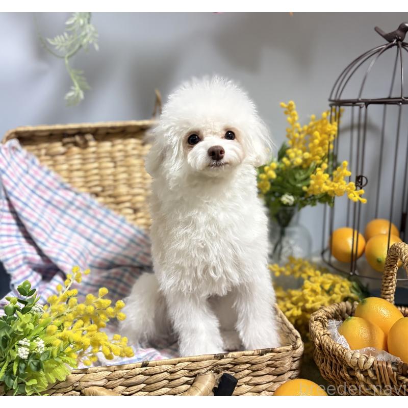 販売中の広島県のトイプードル-443627の4枚目