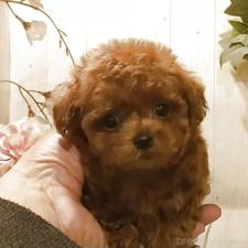 ♀︎ティーカッププードル