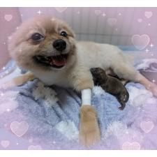 ♀︎ポメラニアン