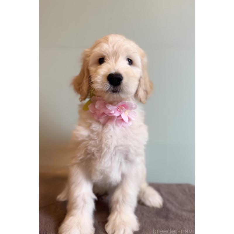 販売中の岐阜県のゴールデンドゥードル:ゴールデンレトリーバー×プードル-441711の4枚目