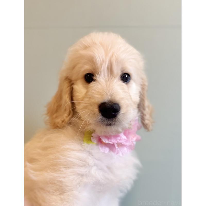 販売中の岐阜県のゴールデンドゥードル:ゴールデンレトリーバー×プードル-441713の4枚目