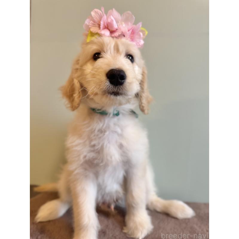 販売中の岐阜県のゴールデンドゥードル:ゴールデンレトリーバー×プードル-441713の3枚目