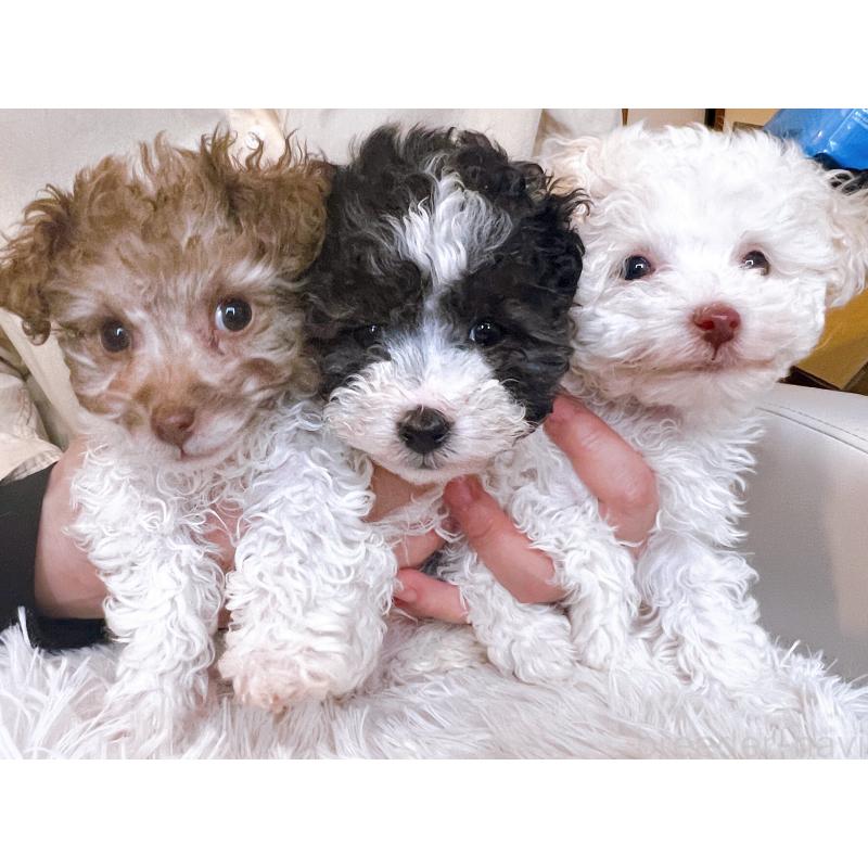 販売中の北海道のトイプードル-436410の3枚目