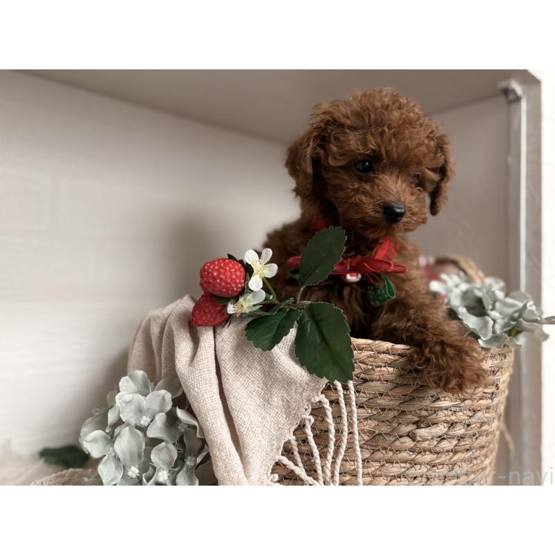 販売中の山梨県のトイプードル-446608の5枚目