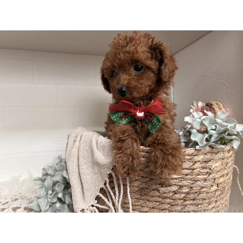 販売中の山梨県のトイプードル-446608の4枚目