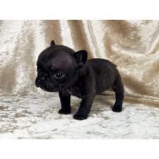 ♀︎フレンチブルドッグ