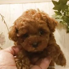 ♀︎ティーカッププードル