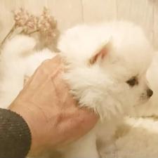 ♀︎ポメラニアン