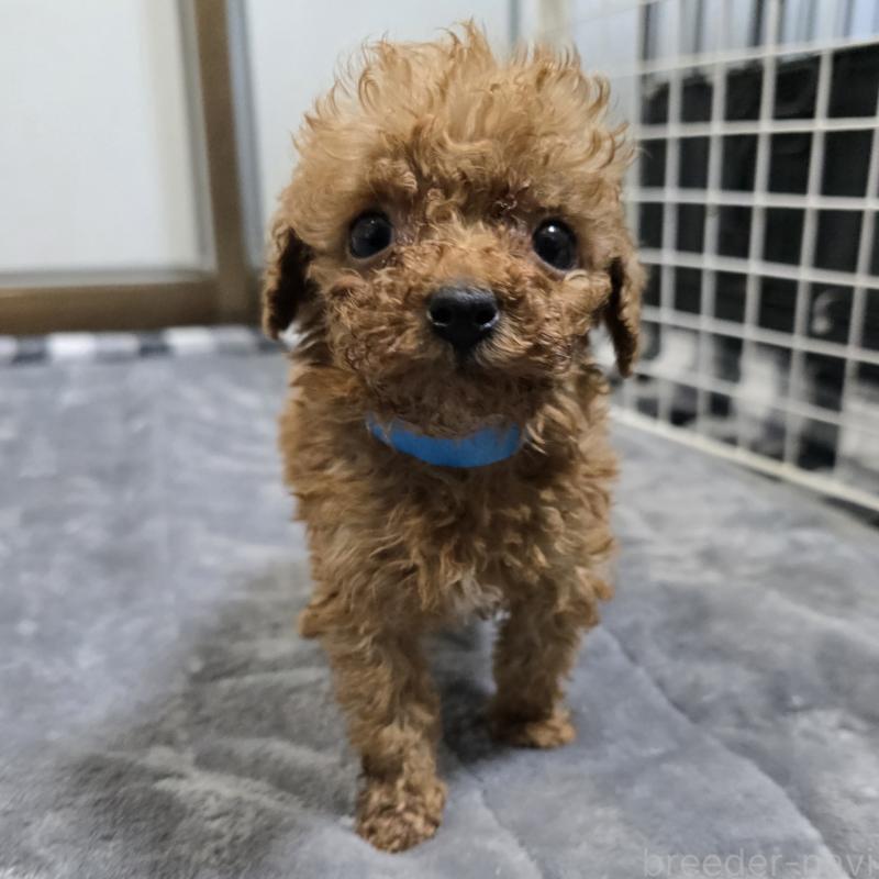 商談中の岡山県のトイプードル-445692の8枚目