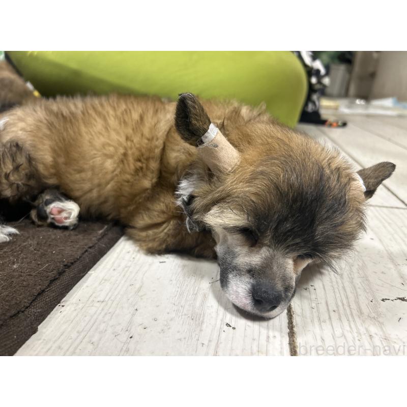 販売中の千葉県のチャイニーズクレステッドドッグ-448541の4枚目