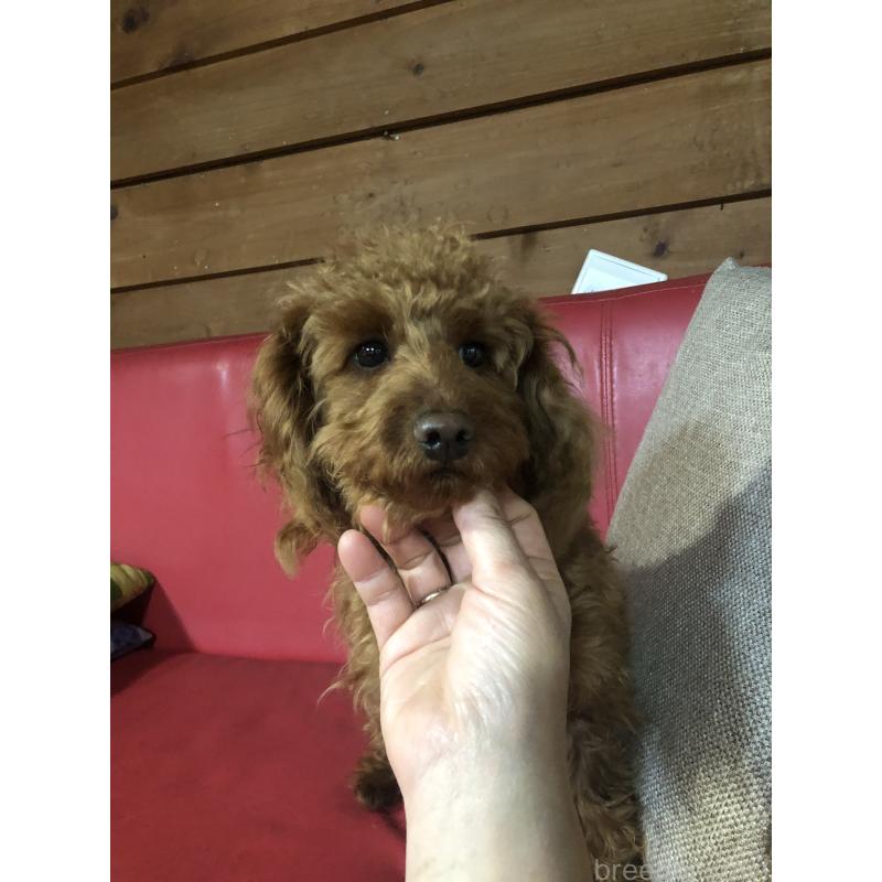 販売中の兵庫県のトイプードル-413437の11枚目