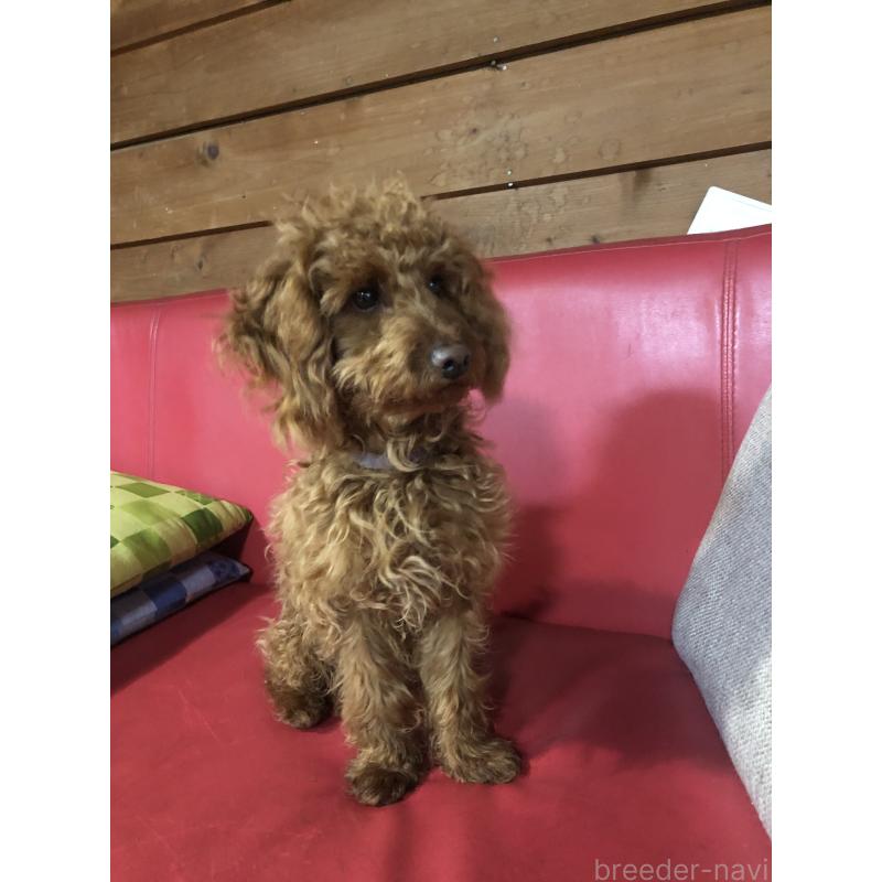 販売中の兵庫県のトイプードル-413437の10枚目