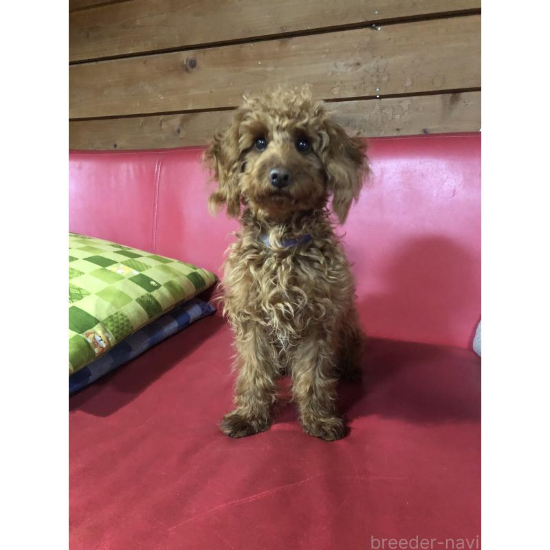 販売中の兵庫県のトイプードル-413437の8枚目