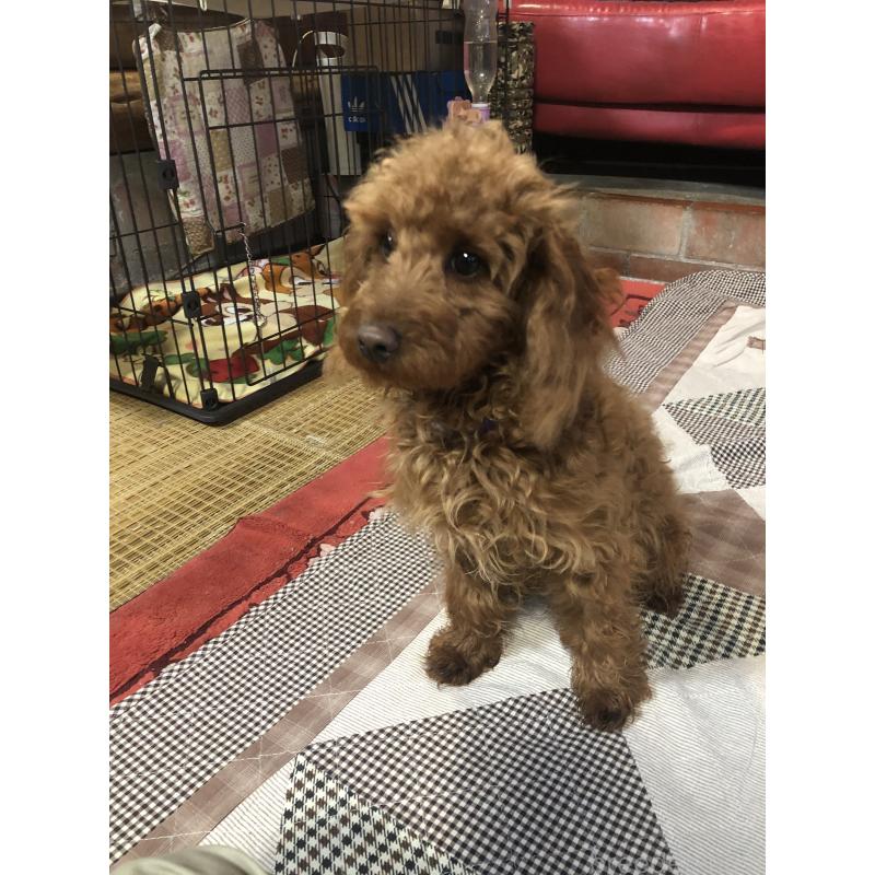 販売中の兵庫県のトイプードル-413437の7枚目