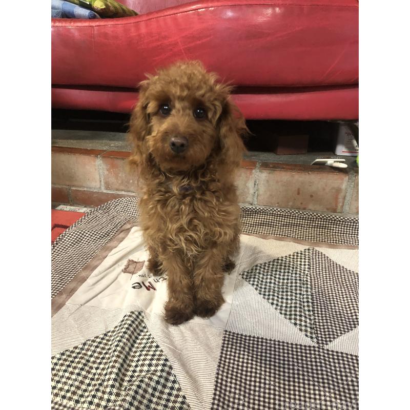 販売中の兵庫県のトイプードル-413437の6枚目